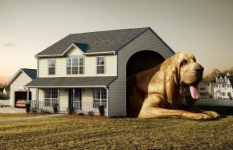 administracion-condominios-mascotas-300x187